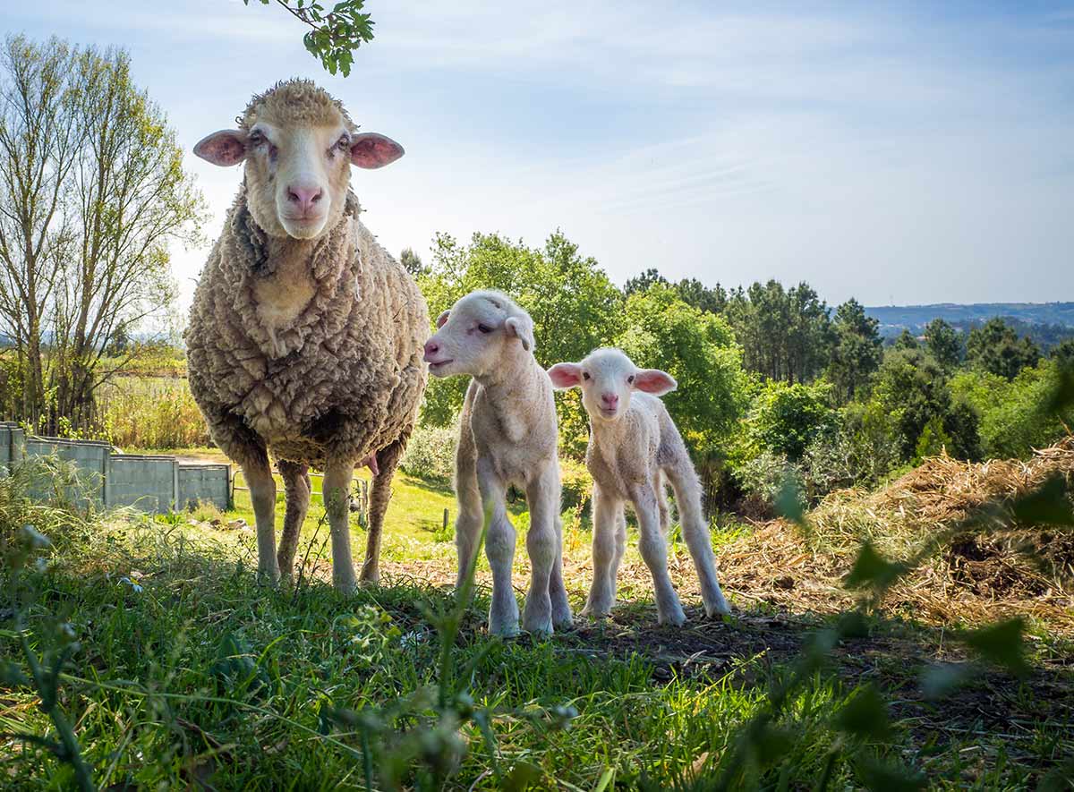 POLJOPRIVREDA KRŠA - STOČARSTVO KRŠA